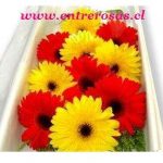 CAJA  CON 10 GERBERAS SURTIDAS :BV910