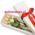 CAJA DE 3 ROSAS VERSILIAS