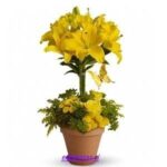 Arreglo de liliums asiáticos