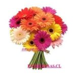 Ramo de 15 gerberas