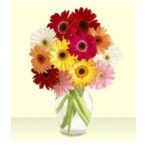 Hermosa combinación multicolor de gerberas