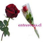ROSA ROJA UNITARIA  FPR801