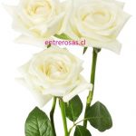 RAMO DE 3 ROSAS BLANCAS CODIGO: RR103