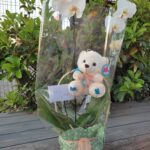 ORQUIDEA + PELUCHE